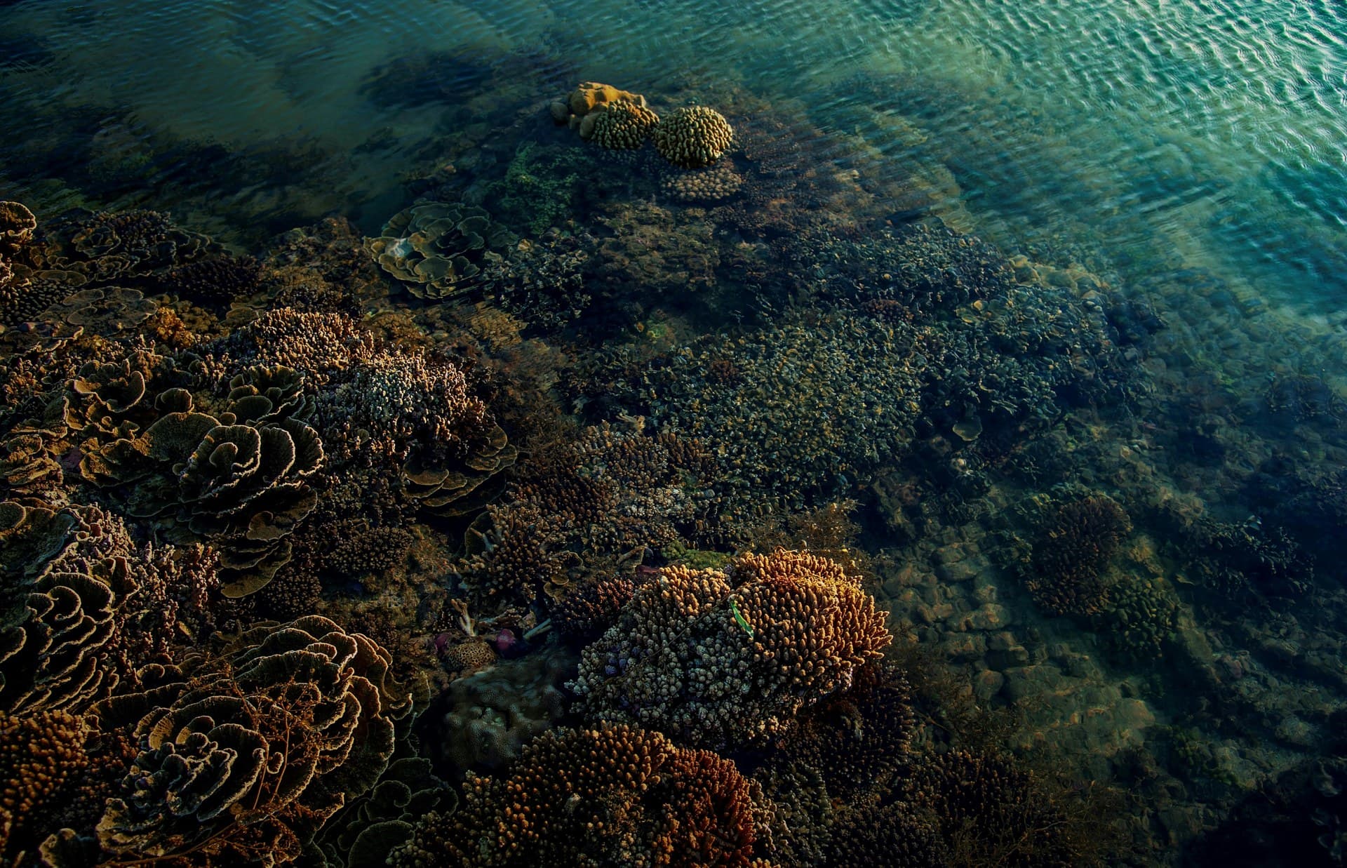 Clear turquoise water over a coral reef wall at Ras Mohammed on the southern tip of Sinai