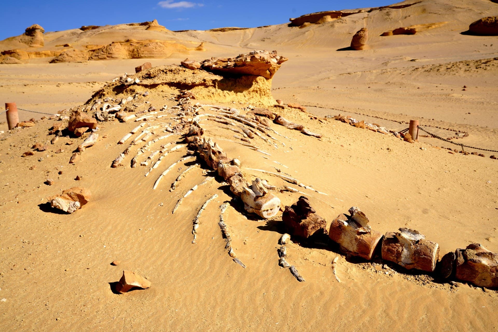 Wadi Al-Hitan — Whale Valley