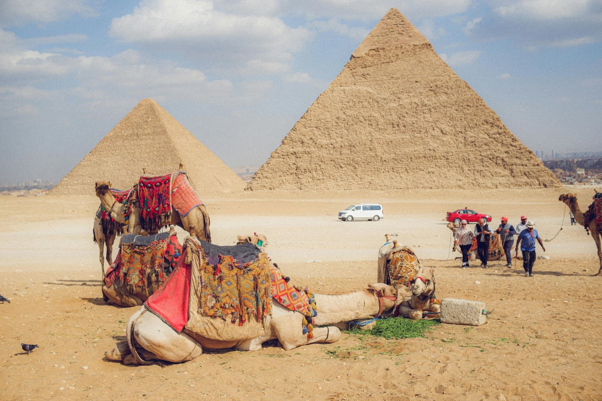 Decorated camels resting on the sand in front of the Khafre and Menkaure pyramids at Giza