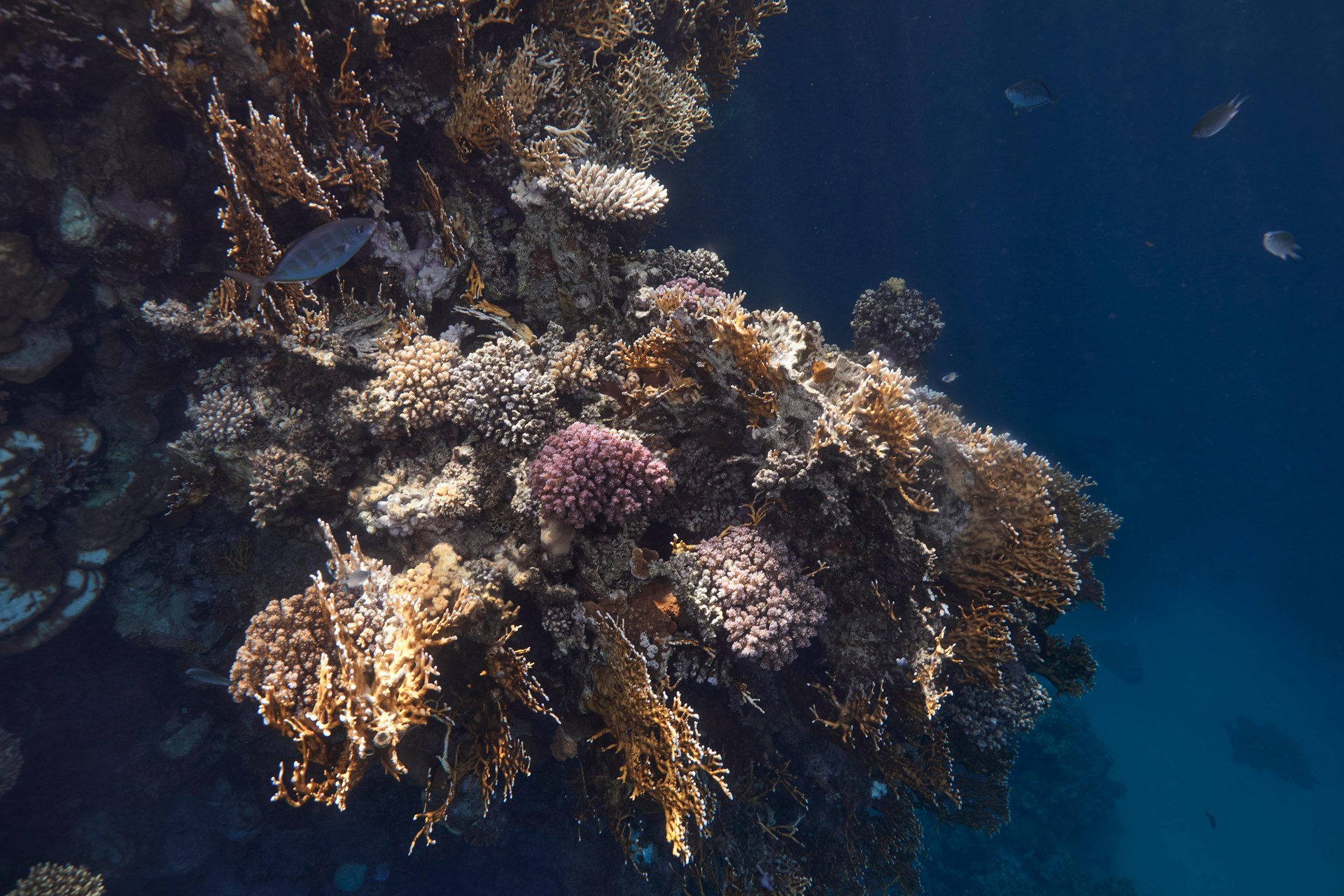 Marsa Alam — view 5
