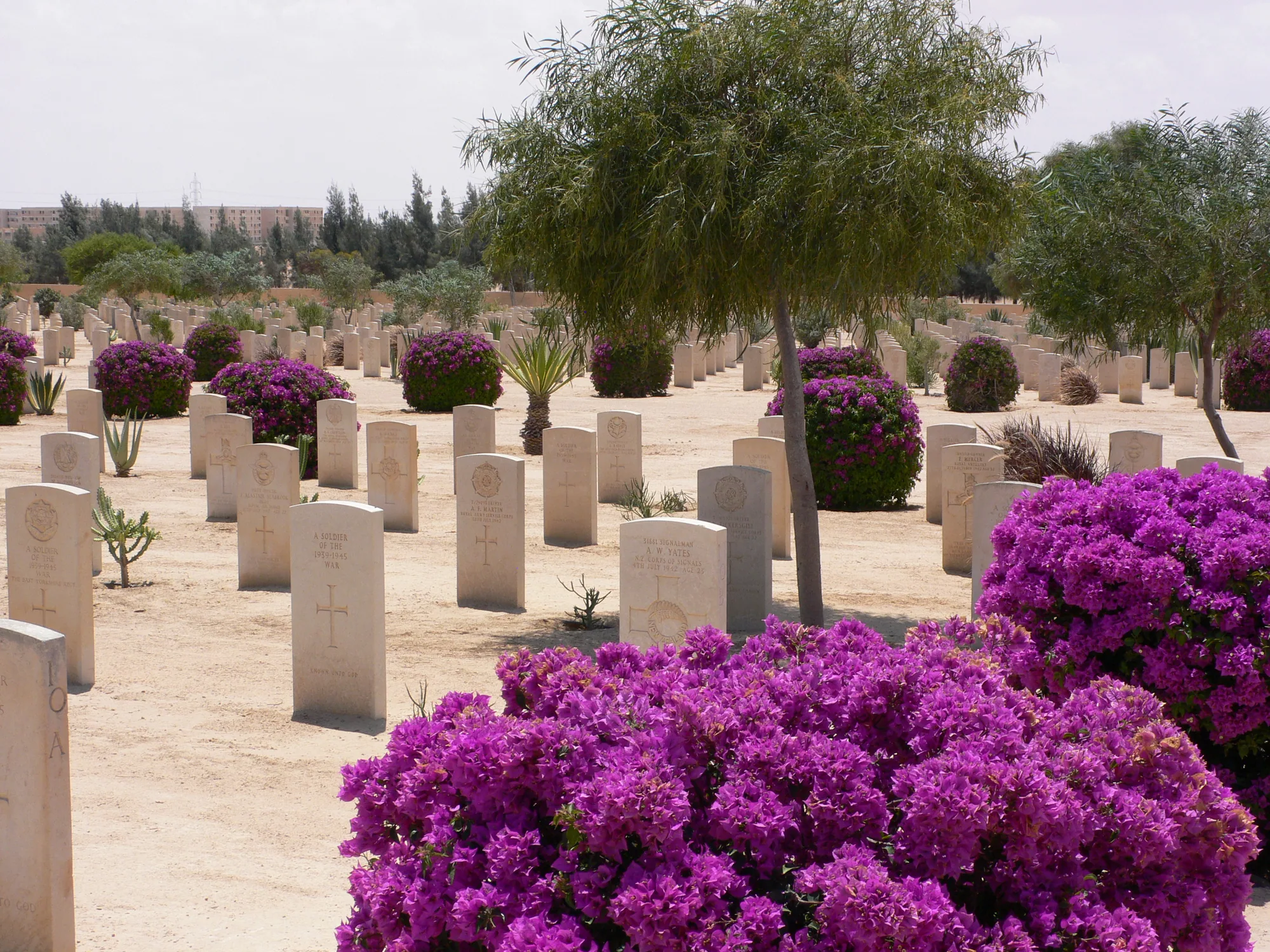 El Alamein Day Tour from Alexandria — 1