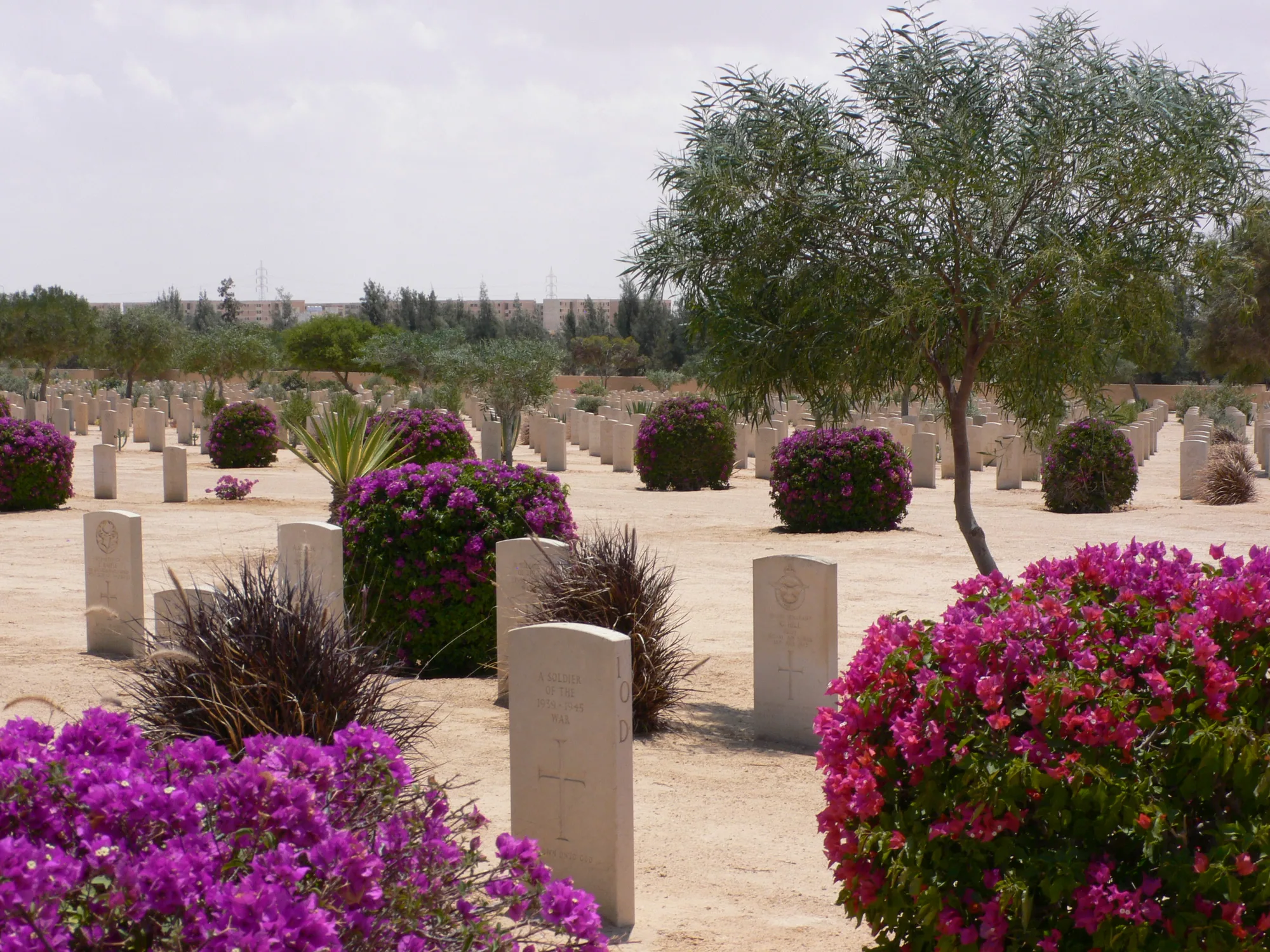 El Alamein Day Tour from Alexandria — 2